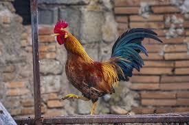 Maybe you would like to learn more about one of these? 8 Ciri Ayam Jago Aduan Yang Bagus Paruh Panjang Dan Tebal Hingga Ekor Pendek Merdeka Com