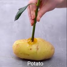 12 Clever Plant Hacks Video In 2020 Garden Projects Plant Hacks Plants