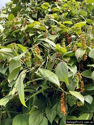 Check spelling or type a new query. Buy Black Pepper Vines For Sale In Australia Piper Nigrum