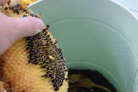 How To Harvest Sunflower Seeds For Planting Roasting And Feeding Birds American Meadows Harvesting Sunflower Seeds Planting Sunflower Seeds Dried Sunflowers