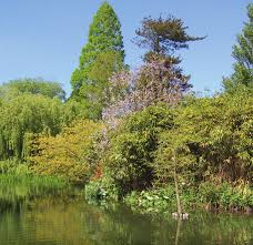 Image result for Hydrostachys polymorpha