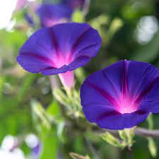 Browse 386 morning glory vines stock photos and images available, or start a new search to explore more stock photos and images. Morning Glory Plant Care Growing Guide