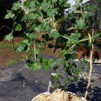 Image result for Momordica boivinii