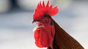 Prenez connaissance des habitudes de chant du coq. Asymilacja Detektor Odparowanie Collier Anti Chant Pour Coq Komedia Marketing W Wyszukiwarkach Prawda