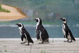 Manchots Le Zoo De Pont Scorff By Wonderfulbreizh Le Zoo Zoo Pont Scorff