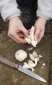 Knoblauch Pflanzen So Gelingt Der Anbau Knoblauch Pflanzen Garten Pflanzen Knoblauch Anpflanzen