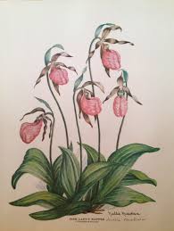 Shop for mexican wall art from the world's greatest living artists. A Lovely Garden Pink Lady Slipper And Native American Legends Of The Ladyslipper Cypripedeum Acaule