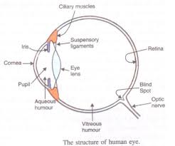 A product or service, especially common in the in the financial sector, where the provider of the service purchases a fully supported product from another a product or service, especially common in the in the financial sector, where the pro. Draw A Simple Diagram Of The Human Eye And Label Clearly The Cornea Iris Pupil Ciliary Muscles Eye Lens Retina Optic Nerve And Blind Spot Studyrankersonline