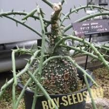 Image result for Coccinia mildbraedii