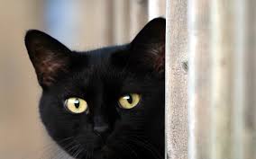 Diable 20 Expressions Thematiques Adg Fond D Ecran Chat J Aime Les Chats Chat