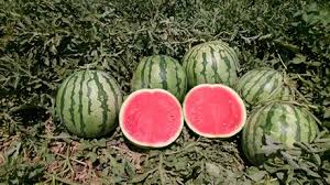 Squishy foam, water beads, popsicle sticks? Watermelon Demand Is Increasing And Prices Are Good