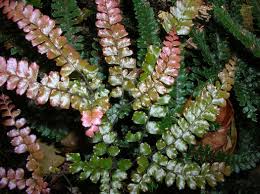 Image result for Adiantum hispidulum