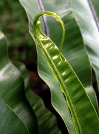 Image result for Asplenium centrafricanum