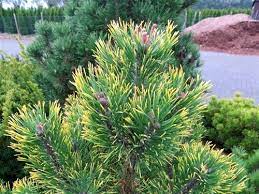 We did not find results for: Amazon Com Yellow Point Mugo Pine Pinus Mugo Yellow Point Spectacular Dusky Green Needles With Yellow Tips 2 Year Plant Toys Games