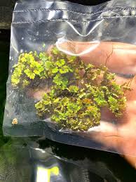 Image result for Azolla filiculoides