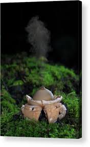 Image result for Geastrum triplex