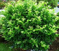 One of the most common garden shrub in our area is murraya paniculata. Murraya Paniculata Acacia Llc