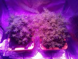 Kind K5 Xl1000 Led Grow Journal 1 3 Lb Harvest Grow Weed Easy