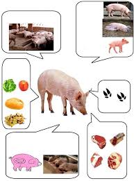 3740 815388678587432 5333867959943536486 N Jpg 673 908 Farm Preschool Animal Activities Farm Activities