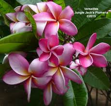 Ghim Tren Plumeria For 2015