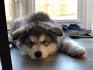 Alaskan Malamute Puppies for Sale - Adoptapet