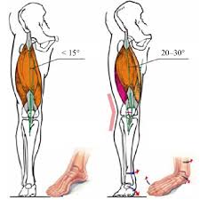 The sacrum bone is almost always noticeable, no matter what the body type the accompanying muscle diagram reveals the position of the muscles of the lower legs in this pose. Model Of Causes Of Overstrain In Leg Muscles Associated With Improper Download Scientific Diagram