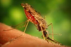 El paludismo es causado por parásitos del género plasmodium que se transmiten al ser humano por la picadura de mosquitos infectados del género anopheles, los llamados vectores del paludismo, que pican sobre todo entre. 25 De Abril Dia Mundial Del Paludismo