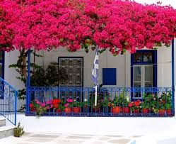 We did not find results for: Piante Resistenti Per Esterno I Suggerimenti Per Abbellire Il Balcone O Terrazzino