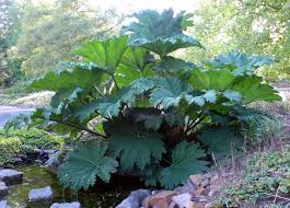 Maybe you would like to learn more about one of these? Fast Growing Plants Quick Space Fillers