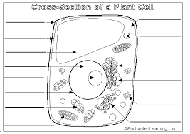 Animal cell diagram labeling labelled diagram. Https Www Lincnet Org Cms Lib05 Ma01001239 Centricity Domain 108 Cells Exploration Activities Pdf