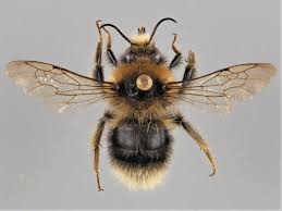 Image result for Bombus semenoviellus