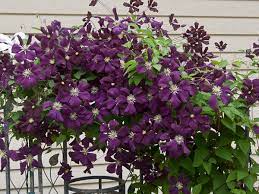 Clematis Care - Breezy Hill Guide To Beautiful Clematis Vines