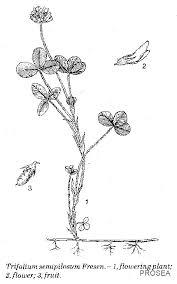 Image result for Trifolium semipilosum