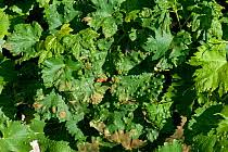 Image result for Colomerus vitis