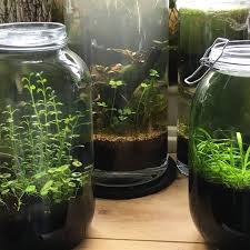 289 Likes 6 Comments Simon Jones Simondanieljones On Instagram Nofilters Notechnology Natural Aquarium Indoor Water Garden Container Water Gardens