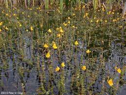 Image result for Utricularia