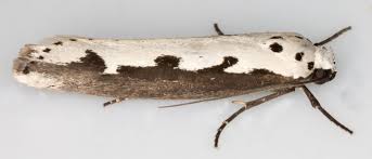 Image result for Ethmia dodecea