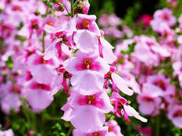 Image result for ostruhatka