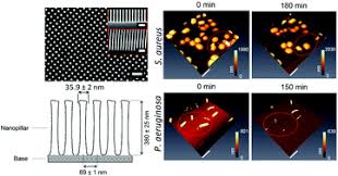Uuum thats it i guess. The Idiosyncratic Self Cleaning Cycle Of Bacteria On Regularly Arrayed Mechano Bactericidal Nanostructures Nanoscale X Mol