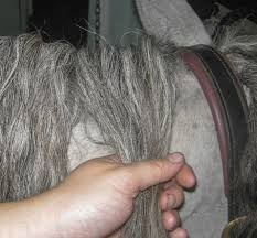 We hope these new horse mane braiding idea allowed you to come up with a special hairstyle for your equine. 6 Easy Steps To Braid Running Braids In Your Horse S Mane Curlyfarm Com