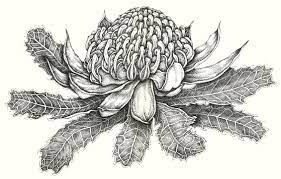 Waratah Drawing Art Studio Diary Soulsongart Drawings Linocut Artists Ink Pen Art