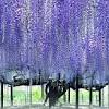 What is the origin of the wisteria? Https Encrypted Tbn0 Gstatic Com Images Q Tbn And9gcqxkcvhkjke0 Boamrsfr2oaxxxsgrno5nwa 7erk Osljmqcsm Usqp Cau
