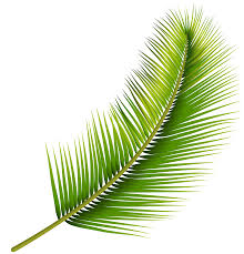Including transparent png clip art. Palm Leaf Png Transparent Image Gallery Yopriceville High Quality Images And Transparent Png Free Clipart