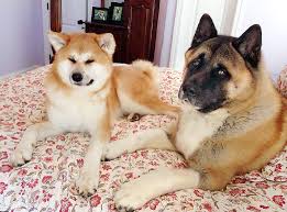 Are american akitas dangerous dog? Akita Dog Show Coming To Gardena Rafu Shimpo