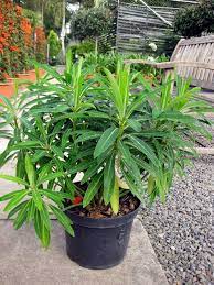 Check spelling or type a new query. Euphorbia Mellifera Architectural Plants