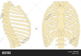 The rib cage is made up of 12 pairs of ribs, 12 thoracic vertebrae, and the sternum. Human Rib Cage Anatomy Image Photo Free Trial Bigstock