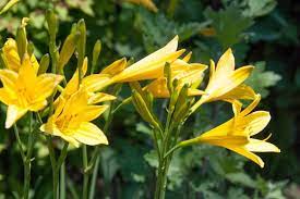 Hemerocallis Lilioasphodelus Lemon Lily Daylily Tanaman Lanskap