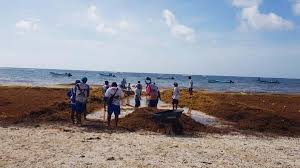 Paseantes y locales, han tenido que lidiar con la. Llega Oleada De Sargazo En Tulum Pulso Tulum