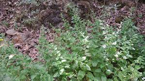 Image result for Melissa officinalis