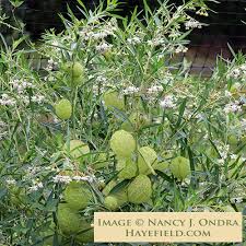 Image result for Gomphocarpus semilunatus